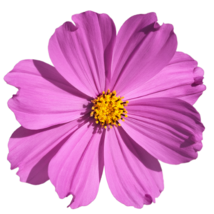 LaNessaHof-f94b's avatar
